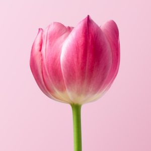 Pastel Dutch Tulip Arrangement